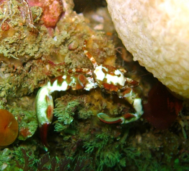  Cangrejos de colores 