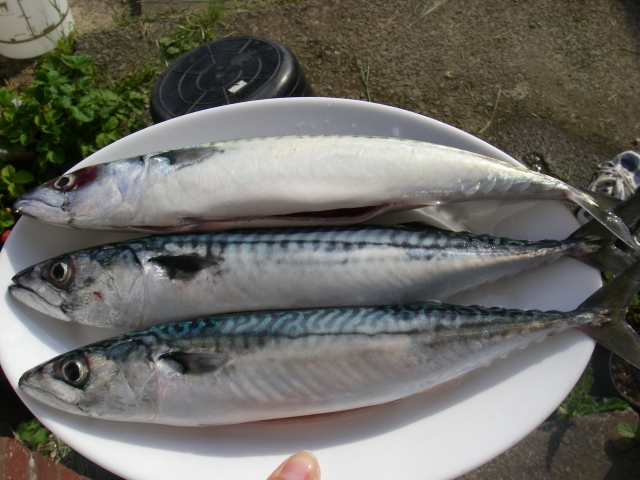  Se sirve el almuerzo 