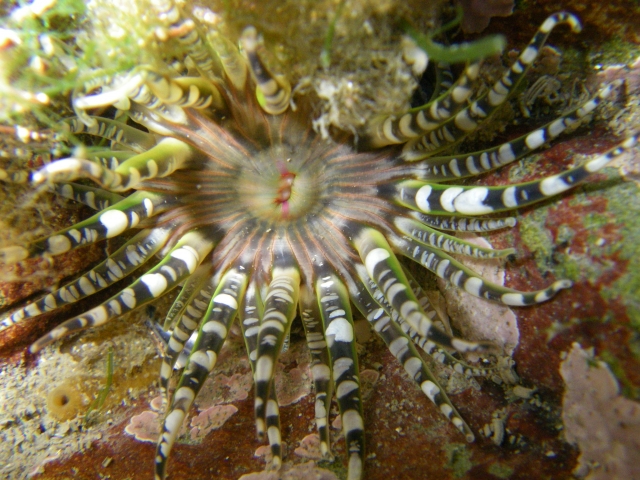  Vida salvaje impresionanle 