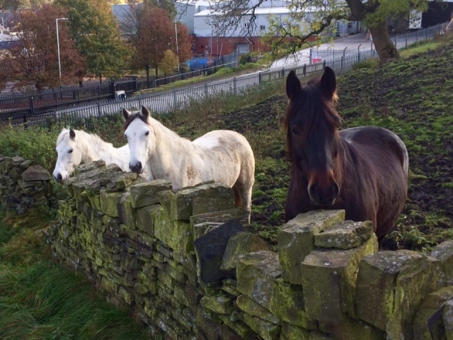  Venga a conocer las instalaciones del Dam Top Riding Center 