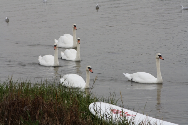 SUP en el hermoso entorno del puerto de Christchurch 