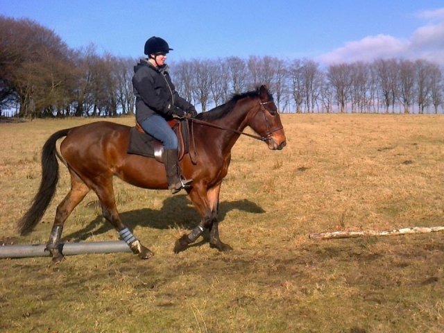  Doma clásica con silla de subir Tramps Trail Riding