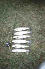 Un fructífero día de pesca 