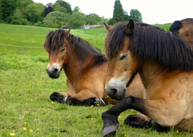  ¡Encuéntrenos en la Exmoor Pony Trekking Society de la Universidad de Edimburgo! 