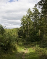  Un paseo por el bosque 