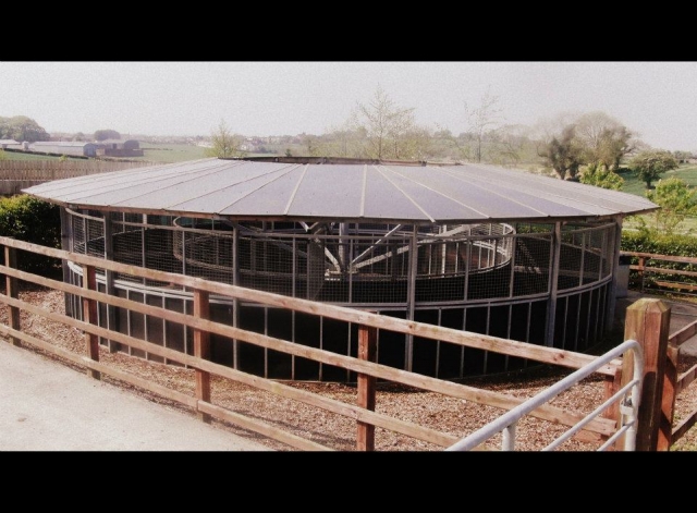  Our Monarch horsewalker 