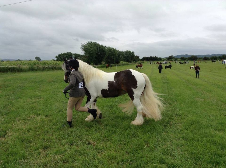 Doma abierta en Divoky Riding School   Doma abierta en Divoky Riding School