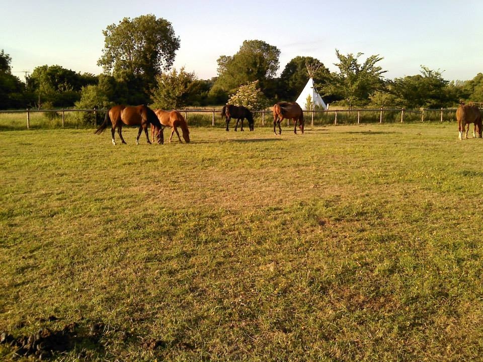 Venga y visita la arena abierta en Divoky Riding Escuela   Venga y visita la arena abierta en Divoky Riding Escuela