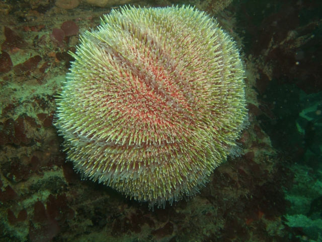  Venga a ver nuestros espectaculares e inesperados sistemas de arrecifes. 