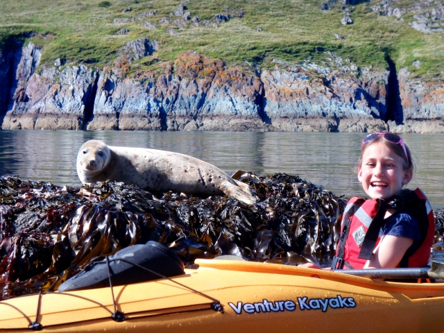 Sellos salvajes en Mew Stone 