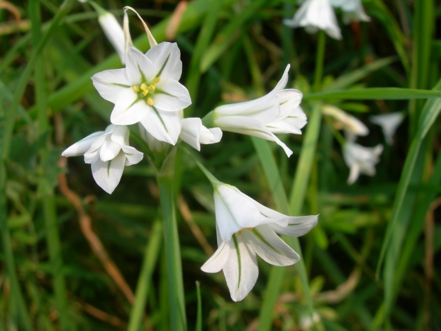  Cursos de flora / fauna 