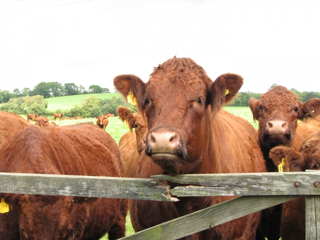 Logotipo de Ruby Country 