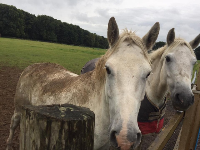  Conoce a todos en Lavant House Stables