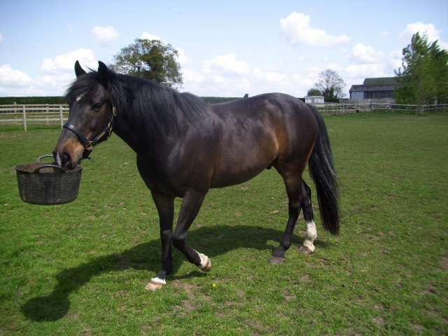  ¡Cisco jugando a buscar! 