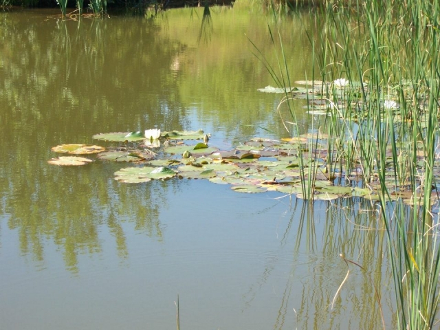  Un gran lugar para pescar. 