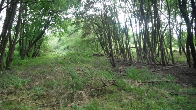 Bush craft también está disponible.