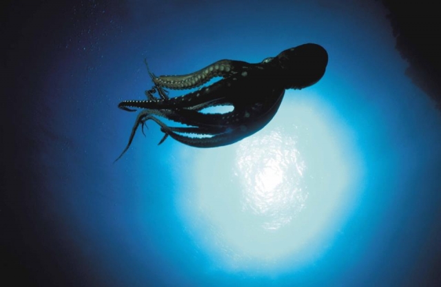  Excelentes cosas para ver. 