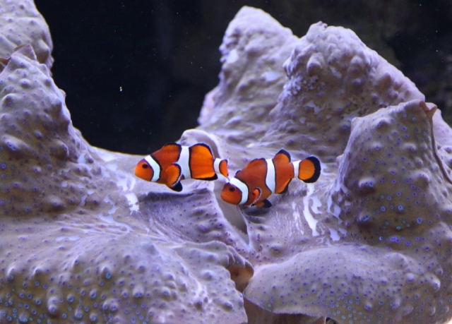  Ver algunos peces payaso 