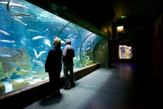 Bristol Aquarium