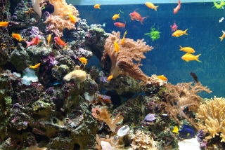 Blue Reef Aquarium Portsmouth