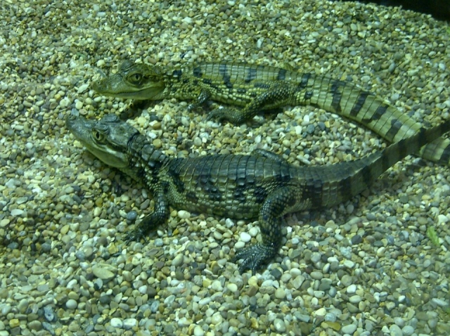 Cosas increíbles para ver. 