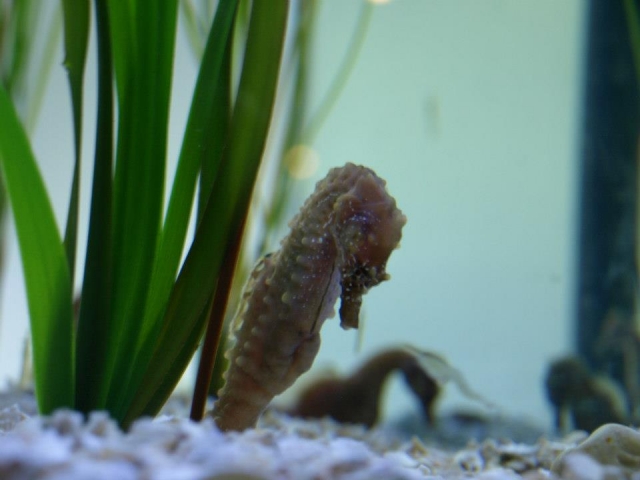  Un caballito de mar. 
