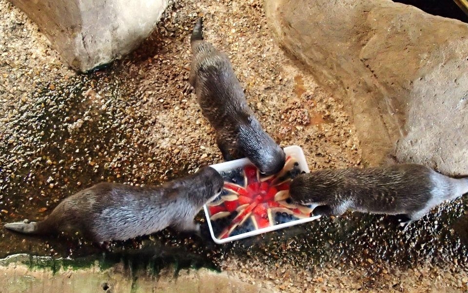  Nutrias patrióticas. 