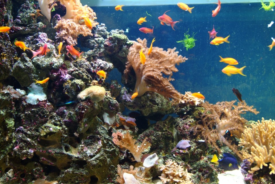  Grandes cosas para ver. 