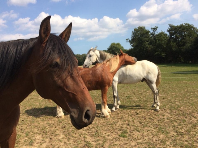 Amistad en el campo 