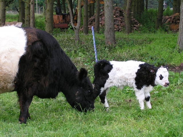 ¡Ternero recién nacido! 