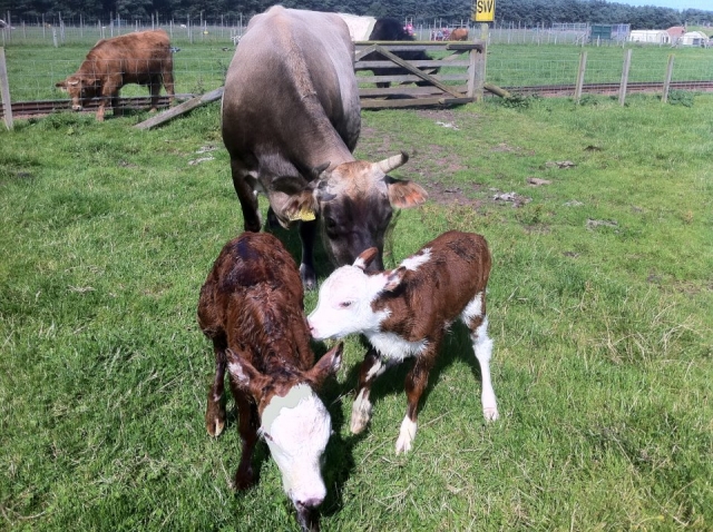  Un gran lugar para venir con los niños. 
