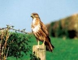 A Buzzard 