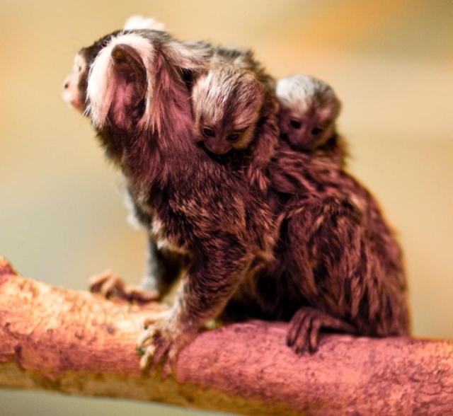  Grandes cosas para ver. 