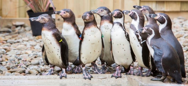  Algunos pingüinos nuevos se han unido al zoológico. 