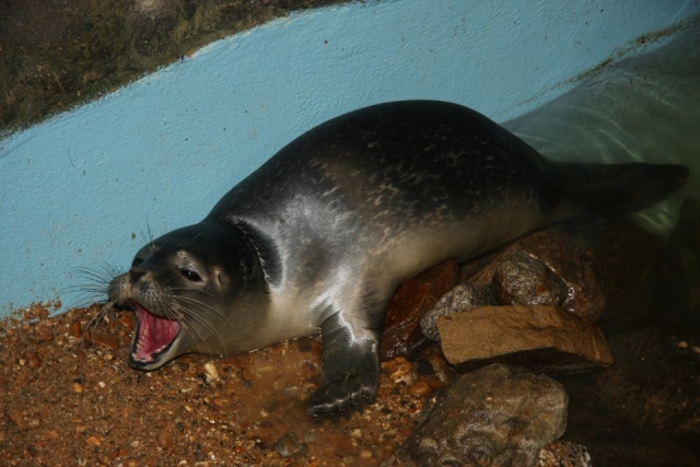 Venga a ver los grandes animales. 