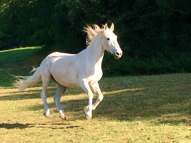  Caballos felices en Perry Wood 