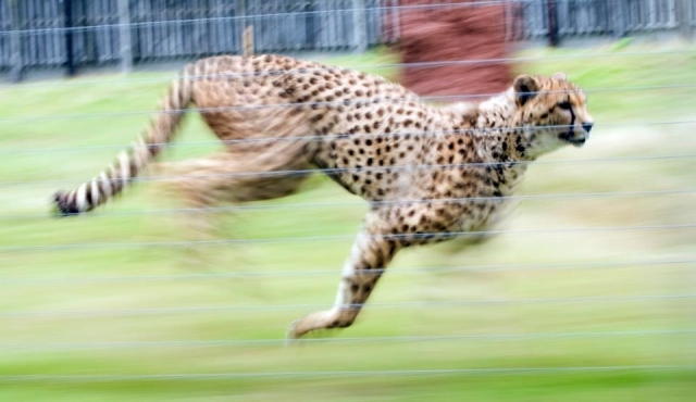  ¿Qué tan rápido puede correr un guepardo? 
