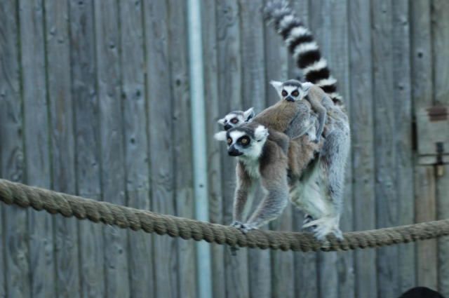  Vea algunos animales fantásticos. 