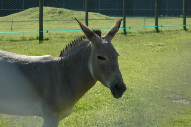  Aprenda sobre muchos animales nuevos. 