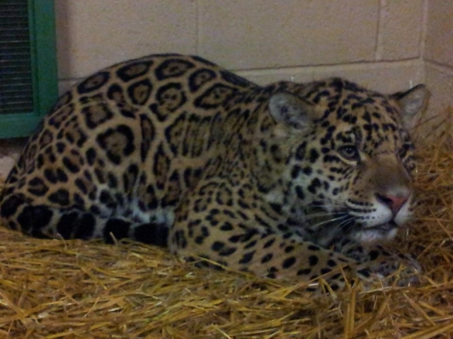 Visita a los grandes felinos. 