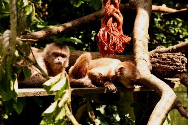  Muchos animales geniales para ver. 