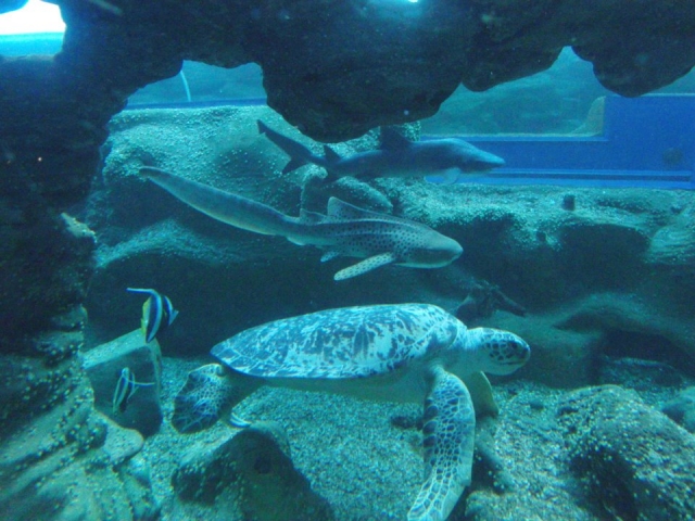  Alimenta a las tortugas. 