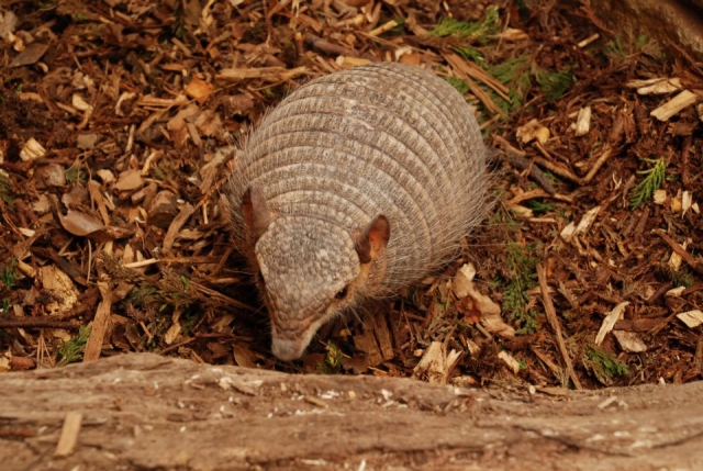  Vea algunos animales fantásticos. 