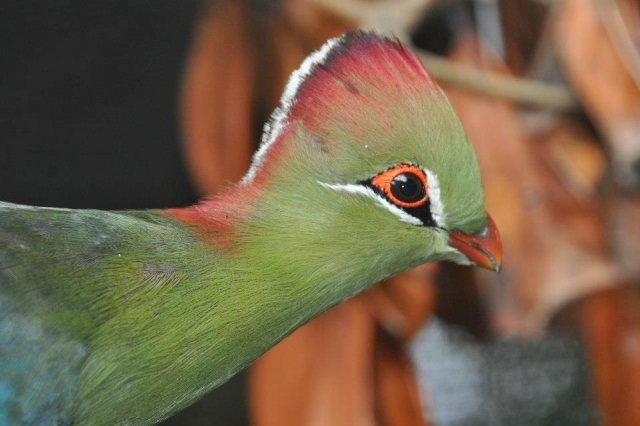  Descubre nueva aves.