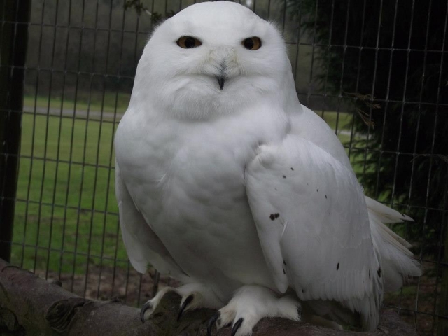  Vea algunos búhos geniales. 