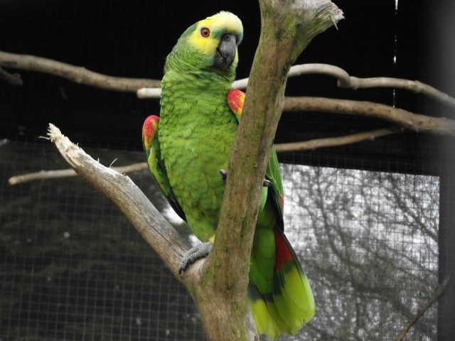  Algunas aves fantásticas para ver. 