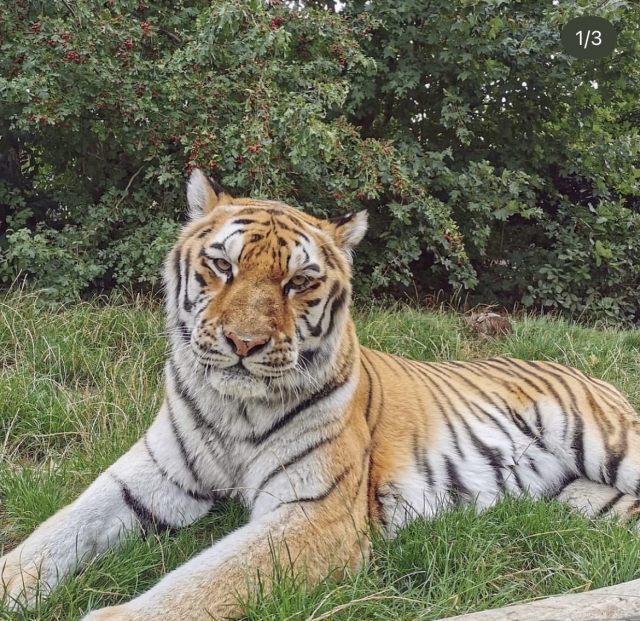  Uno de nuestros hermosos tigres acostado.