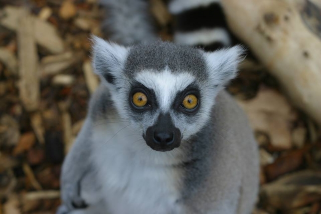  Lemur 