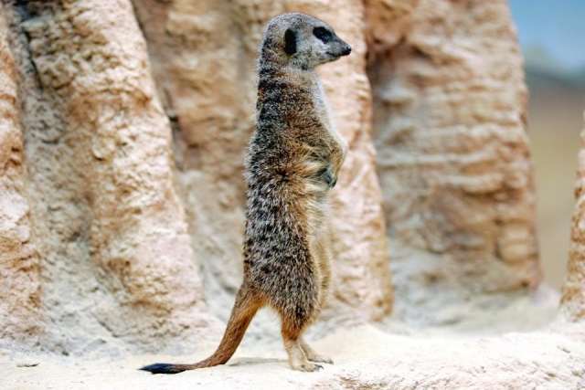 Los suricatos están esperando 