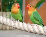  Algunas aves geniales. 